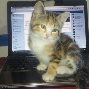 Meet your Posher, Larry